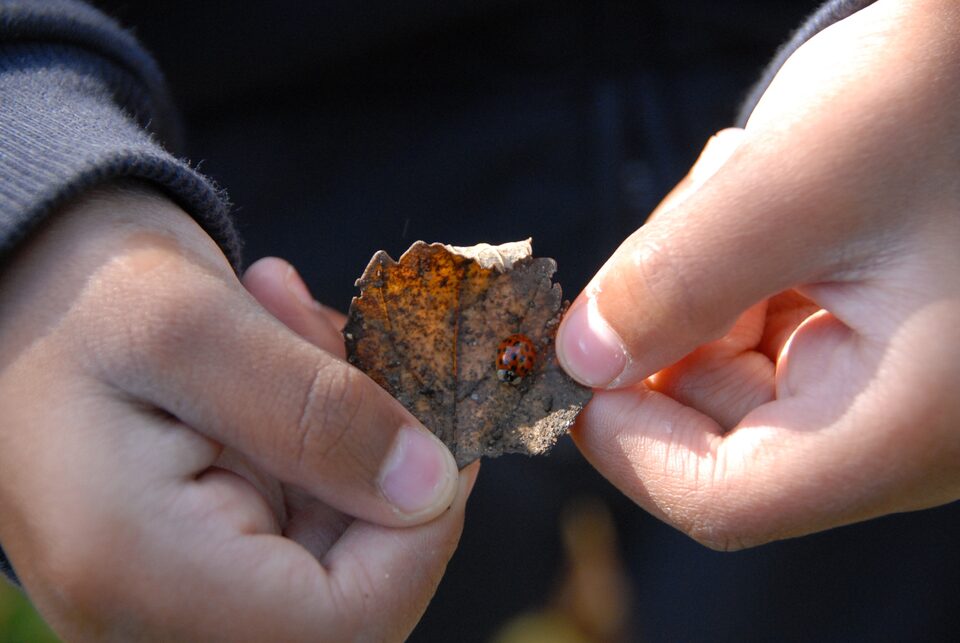 Hands holding an autumn leaf with a ladybird.